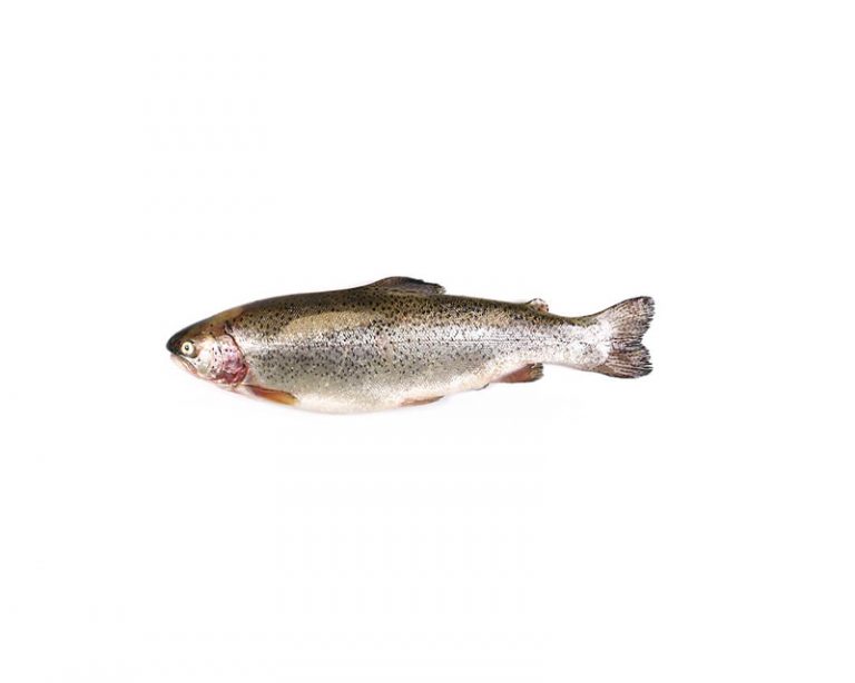 ماهی قزل ویژه سالمون